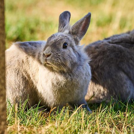 ホテル Hesselgaard Glamping Dalby エクステリア 写真