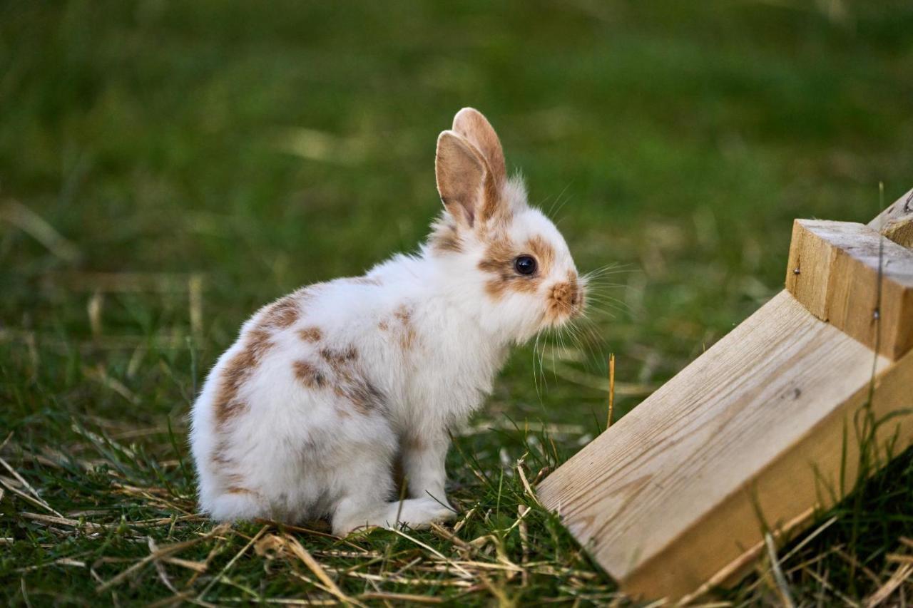ホテル Hesselgaard Glamping Dalby エクステリア 写真